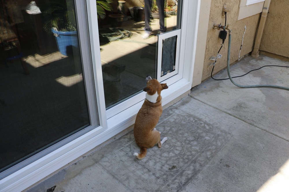 5 Perks of Choosing an In-Glass Doggy Door